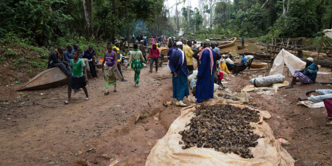 Pêche miraculeuse à Lom Pangar, en amont du nouveau barrage camerounais