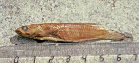 Epiplatys ansorgii