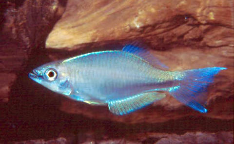 Plataplochilus loemensis