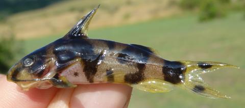 Synodontis Acanthoperca