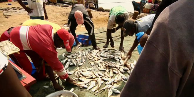 420 millions pour améliorer la production de la pêche au Cameroun