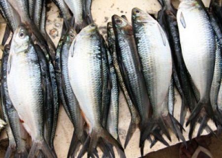 Angola : les quotas de pêche seront réduits de 30% en 2019