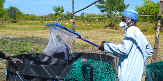 Exploiter le potentiel de l’aquaculture au Cameroun