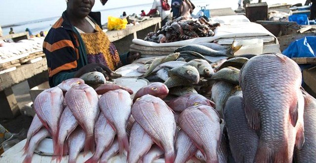 Pêche illégale : SkyLight offre son expertise au Gabon